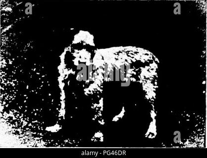 Dieses Buch enthält eine Geschichte von Haushunden, einschließlich detaillierter Pflegeanweisungen für verschiedene Rassen. Es beleuchtet die Geschichte und Entwicklung populärer Rassen wie der Irokesen Bencher und Playboy und bietet praktische Ratschläge zur Verwaltung von Haus-, Zwinger- und Ausstellungshunden. Es ist ein nützlicher Leitfaden für Hundebesitzer und -Enthusiasten. Stockfoto