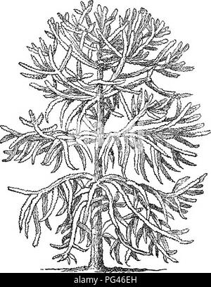 Diese verkürzte Ausgabe des „Arboretum et Fruticetum Britannicum“ bietet eine umfassende Beschreibung der harten Bäume und Sträucher in Großbritannien, einschließlich einheimischer und nicht einheimischer Arten. Die Arbeit konzentriert sich auf die Vermehrung, den Anbau und die Nutzung von Bäumen und Sträuchern in verschiedenen Umgebungen. Stockfoto