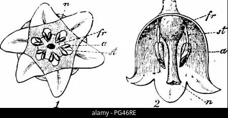 . Handbuch der Blume Bestäubung: auf Hermann Mu?ller Arbeit" die Befruchtung der Blüten durch Insekten". Düngung von Pflanzen. 466 ANGIOSPERMEN - MONOCOTYLEDONES. hängend Glocken der Stil Projekte bis zu 2 mm. Über die Antheren. Pollen sammelnden Bienen daher zunächst berühren Sie die Stigmatisierung und dann die Antheren, so dass Fremdbestäubung durch Insekt gewährleistet ist - Besuche. Sollte diese fehlschlagen, automatische selbstbestäubung erfolgt durch den Fall von Pollen auf die papillose Rand der Stigmatisierung. Neben den üblichen Form mit leuchtend gelben Antheren und reinen weißen fällt, Ludwig beobachtet in Thuring Stockfoto