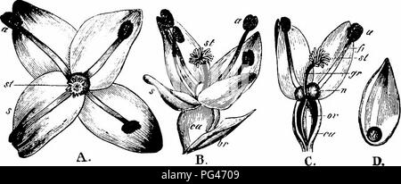 . Handbuch der Blume Bestäubung: auf Hermann Mu?ller Arbeit" die Befruchtung der Blüten durch Insekten". Düngung von Pflanzen. 378 ANGIOSPERMEN - DICOTYLEDONES zu Warnstorf (Schr. natw. Ver., Wernigerode, Xi, 1896), nur die obersten Blüten der Kapitelle sind weiblich, in der Regel, und sind in der Minderheit; die anderen Blumen sind männlich, oft mit einem isolierten Zwitter Blume hier und da zwischen ihnen. Die Antheren sind gelb, und hängend auf langen rötlich Staubfäden. Die hermaphro-dite Blumen besitzen aber nur wenige Staubgefäßen. Die Pollen - Körner sind einer schmutzigen gelblich-weiße Farbe, gerundet - p Stockfoto