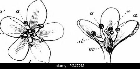 . Handbuch der Blume Bestäubung: auf Hermann MuÌller's Arbeit "die Befruchtung der Blüten durch Insekten". Düngung von Pflanzen. 348 ANGIOSPERMAEâDICOTYLEDONES Jaarb. Dodonaea, Gent, vi, 1894, S. 144; Kirchner, "Flora v. Stuttgart", S. 216; Verhoeff, 'Bl u. Insekt. a. d. Isoliertes Norderney'; Knuth, 'Beitrage.') âThe Blume Mechanismus stimmt mit der des vorhergehenden Arten; es gibt jedoch in der Regel sechs bis acht, sehr selten fünf Staubblätter, die ungefähr die gleiche Höhe wie die drei Narbenäste, und Reife gleichzeitig mit den Staubbeuteln. Die Blüten sind klein und Rosa, oder seltener Stockfoto