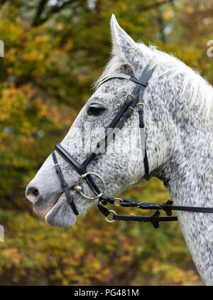 Nahaufnahme der Tschechische Warmblut Pferd Stockfoto