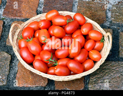 Pflaumentomate, Pflaumen-Buschtomate, Ravello, Tomate, Lycopersicon esculentum, Stockfoto