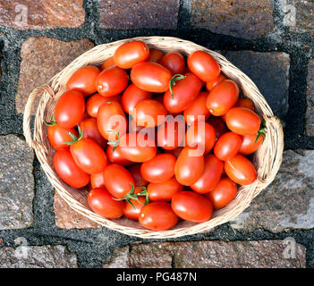 Pflaumentomate, Pflaumen-Buschtomate, Ravello, Tomate, Lycopersicon esculentum, Stockfoto