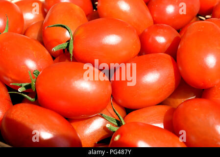 Pflaumentomate, Pflaumen-Buschtomate, Ravello, Tomate, Lycopersicon esculentum, Stockfoto