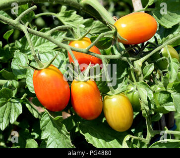 Pflaumentomate, Pflaumen-Buschtomate, Ravello, Tomate, Lycopersicon esculentum, Stockfoto