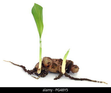 Baby Gelbwurz Anlage auf weißem Hintergrund Stockfoto