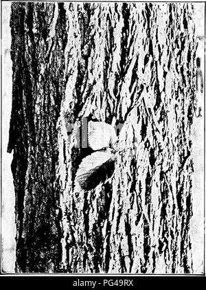 . Natur - Studie; ein Handbuch für Lehrer und Schüler. Die Natur studieren. Unterricht mit Pflanzen 307 ness der Stammzellen statt. Holz bildet sich auf der Innenseite und neue Schichten der Rinde auf der Außenseite. xs den Wald witliin wird größer, die alte Rinde Mantel zu wird klein und Risse in Risse oder blättert ab in Schichten. Dies ist in allen alten Bäume gesehen. In jeder Spezies gibt es eine kennzeichnende Eigenschaft des fissuring des Reifens Rinde allein durch wliich sind wir oft en-abled der Baum zu unterscheiden. Die Pflaume und die Birke abziehen, um den Stiel. Die Soft maple Rinde Splits in langen Streifen oben und unten den Stiel. In anderen Tre Stockfoto