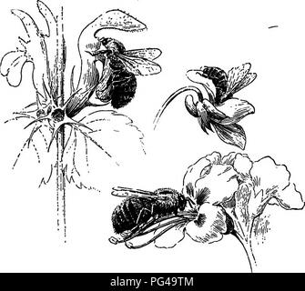 . Grundlagen der Botanik. Botanik; Botanik. 360 GRUNDLAGEN DER BOTANIK 432. Schutz der Pollen von unerwünschten Besuchern. - Es ist in der Regel wünschenswert, für die Blume der Eingang der Kleine kriechende Insekten wie Ameisen, die wenig Pollen tragen zu verhindern und eine relativ große Menge davon essen. Das bedeutet dieses Ergebnis zu sichern sind viele und neugierig. In. Abb. 252.- Bienen besuchen Mäher. Auf der linken Seite einen Hummel auf der Blume der Toten Brennnessel; unter einem ähnlichen Biene in die Blume der Rosskastanie; oben ein Honig-Biene in der Blume eines Violett. einige Pflanzen, wie die gemeinsame catchfly, gibt es eine sti Stockfoto