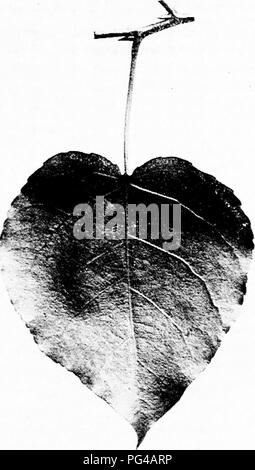 . Unsere einheimischen Bäume und wie sie zu identifizieren: Eine populäre Untersuchung über ihre Gewohnheiten und ihre Besonderheiten. Bäume. BALM in Gilead. Balm in Gilead, Populus bahamifera candicam, Blätter 4', 6' lang.. Bitte beachten Sie, dass diese Bilder sind von der gescannten Seite Bilder, die digital für die Lesbarkeit verbessert haben mögen - Färbung und Aussehen dieser Abbildungen können nicht perfekt dem Original ähneln. extrahiert. Keeler, Harriet L. (Harriet Louise), 1846-1921. New York: Scribner's Söhne Stockfoto