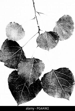. Unsere einheimischen Bäume und wie sie zu identifizieren: Eine populäre Untersuchung über ihre Gewohnheiten und ihre Besonderheiten. Bäume. ASPEN. Aspen, Populus tremuloides. Blätter ich^' bis 2' lang.. Bitte beachten Sie, dass diese Bilder sind von der gescannten Seite Bilder, die digital für die Lesbarkeit verbessert haben mögen - Färbung und Aussehen dieser Abbildungen können nicht perfekt dem Original ähneln. extrahiert. Keeler, Harriet L. (Harriet Louise), 1846-1921. New York: Scribner's Söhne Stockfoto