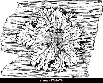 . Botanik für landwirtschaftliche Studenten. Botanik. Abb. 332. - Flechten auf einem Apple Zweig. Von Bulletin 185, Maine, Ing.-Agr. Exp. Sta. In den meisten Fällen verletzt. Abbildung 335 zeigt eine mcshwork von Hyphen und in die Maschen die Zellen der Algen sind statt. In der Regel der Hy-phae sind eng miteinander verwoben in die äußere Region und bilden so eine kompakte kortikalen Region, die Region innerhalb der Verlierer, in denen die Zellen der Algen sind in der Regel reichlich umschließt. Auf die unter der Oberfläche - filamen. Abb. 333. - Flechten mit einem Flachbild gelappt Körper wachsen auf Rinde. Die asci sind in der kleinen Tassen hergestellt. X h-Tonnen Strukturen sind d Stockfoto