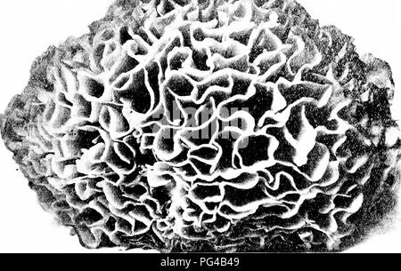 . Minnesota Pilzen... Botanik; Pilze. CORAL PILZE 109. SPAK. V. S. SI. s Cap viel verzweigte bilden ein dichtes rusette von flachen Blatt - wie Äste, l-'clible. Der Name bedeutet in Stücke gerissen, und bezieht sich auf die stark verzweigte Cap. Sparassis crispa Blatt Coral Cap 10-50 cm. mit einer Breite von 6-30 cm. hoch, "weißlich bis gelblich, die Zweige einige - was Trans]) arent, flach, Curly am Rand, unten in eine root-wie Base; Sporen gelblich, Ellipsoid, 5-6&gt;^3-4/i auf. Der Name bezieht sich auf das gewellte Filialen. ( ) N grcund in Wald und Wiesen, im Sommer und autunni; lecker.. Abbildung 73, Sp, k. vssis c Stockfoto