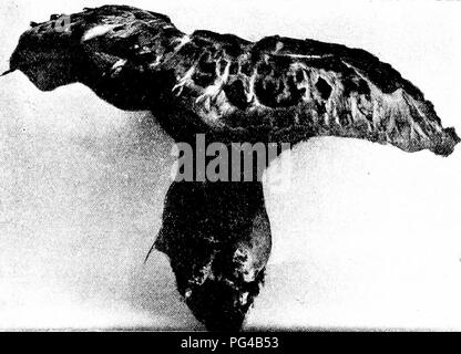 Diese botanische Illustration zeigt den Zahnpilz Hydnum zonatum, der im Sommer und Herbst in Waldgebieten vorkommt. Der Pilz hat eine zonierte, rostfarbene Kappe und eine ausgeprägte, fleischige Textur. Das Bild hebt die wichtigsten Merkmale dieser Art hervor, einschließlich ihres unverwechselbaren Aussehens und ihrer kulinarischen Verwendung, da sie für einen optimalen Verzehr langsames Kochen erfordert. Stockfoto