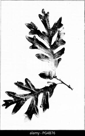 Dieses Buch bietet einen beliebten Leitfaden zur Identifizierung einheimischer Bäume, wie die Weiße Eiche (Quercus alba). Es enthält detaillierte Beschreibungen der Baummerkmale, einschließlich Blattform, Eichelgröße und Rindenstruktur, und bietet so wertvolles Wissen für Baumliebhaber und Ökologen. Stockfoto