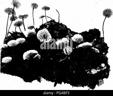 . Minnesota Pilzen... Botanik; Pilze. 46 Minnesota PILZE Marasmius oreades Fairy-ring Pilzscheibe klein. 2-5 cm. Vide, rötlich bis braun oder blasser, glatt, mehr oder weniger Gerieft auf die Marge bei Nässe. konvex Ebene oder Umgedrehten: Stengel 2-8 cm. von 4-6 mm., weißlich, an der Unterseite glatt, downy oben, solide; Kiemen, weißlich oder cremefarbenen, breit und weit entfernten; Sporen ellipsoid, 7-9 X+-6 //. Der Name bezieht sich fanci - voll auf die Gewohnheit der wachsenden in hexenringe. Auf dem Boden im Gras, die Ringe, die aus biegen zu Jahr ausweiten, obwohl die Kreise sind oft unvollständig aus verschiedenen Ursachen, Stockfoto