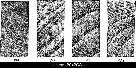 . Die Elemente der Forstwirtschaft: entwickelt, um Informationen über die Pflanzung und Pflege von Bäumen für Ornament oder Gewinn- und geben Anregungen für die Gestaltung und Pflege von Wäldern, mit Blick auf die Sicherung der größte Vorteil für die längste Zeit, besonders auf die Wünsche und Bedingungen der Vereinigten Staaten angepasst zu leisten. Die Wälder und die Forstwirtschaft. Die Ulmen. 243 Wie von Sprossen, die sich um einen Baum, der Abgeklungen ist. Es ist leicht von der Samen, die in der Regel im Herbst des gleichen Jahres gepflanzt werden sollten, dass sie Reifen angebaut. Für die ODER-namental Einpflanzen, sollten Sie Stockfoto