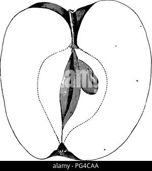 . Amerikanische pomology: Äpfel. Äpfel. 694 DESCBIPTIONS VON ÄPFELN. Klasse IV - länglich Äpfel. Um II - UNREGELMÄSSIG. Abschnitt 2.-Sauer. , - Abschnitt 2.-gestreift. Clyde Schönheit. "Herkunft, Wayne County, New York. Treie kräftig, aufrecht stehend, sehr produktiv. "Frucht Groß, rundlich, konisch, eckig; Haut grünlich,. • Abb. 892.- CLTDB BEAUTT. ölig, bestreut und mit Matt rot meliert und helles Rot in der Sonne • Stammzellen kurze, schlanke, in einer akuten Cavi eingefügt. Bitte beachten Sie, dass diese Bilder aus gescannten Seite Bilder, die digital für die Lesbarkeit verbessert haben mögen - Färbung und ap extrahiert werden Stockfoto