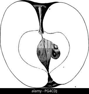. Amerikanische pomology: Äpfel. Äpfel. 678 DESCEIPnONS der Äpfel. Abb. 280.- Haag. HermaD. "Von Cumberland County, Pennsylvania. Baum Vigor-ous, Verbreitung, ziemlich reich. Obst Mittel, länglich, konisch; fein rot, gestreift auf grün, Fleisch grünlich weiß, zart, saftig, sub-Säure und Aroma; November bis April" - [Saml. Miller, in Downing.] Indiana, der Schönheit. Dieses schöne Indiana Sämling zieht immer die Aufmerksamkeit durch seine äußere Erscheinung, aber es ist nicht sein - Kommen eine allgemeine fevorite bestimmt. Frucht groß, zylindrische, länglich, ungleiche; Achse in - zurückgegangen; Oberfläche sehr glatt Gelb, Stockfoto