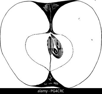 . Amerikanische pomology: Äpfel. Äpfel. Klasse m. KOUND AFPLBS.-I. IL n. 611 Becken gewelltes, Medium; Auge groß, geschlossen. Hohlraum Medium, regelmäßige; Stammzellen kurz, dick, Grün. Core Medium, rund, geschlossen, kaum Treffen das Auge; Samen zahlreiche, eckig, unvollkommen; Flesli gelb, Break-ing, feinkörnige, saftig; Aroma sub-Säure; Qualität gut bis sehr gut; verwenden, Tabelle, Jahreszeit, September und Oktober, Proben, die von Henry feimball, Rockford, Winnebago County, Illinois. Ragman ist Rot. Herkunft Putnam County, Indiana, von R. Ragan. Baum, produktiv, große, runde, leicht konisch, regelmäßige; Oberfläche Vigo Stockfoto