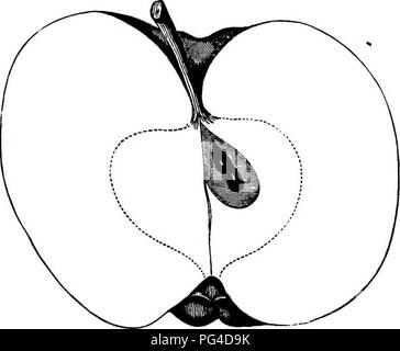 . Amerikanische pomology: Äpfel. Äpfel. 474 DESCBIPnONS VON ÄPFELN. meist schattigen mit Crimson, bestreut mit Grau oder Grün-ish Dots; Stiel kurz, eingefügt in ein grosser Hohlraum Surround-ed von Rotbraun; Kelch öffnen, in einer tiefen, unregelmäßige Becken; Fleisch reichen, angenehm, weinig, fast Saccharin." - [Downing. Spice Siireeting. Die Exemplare beschrieben von Herrn Warren, von Massachusetts. Andere, in Ohio und Bliaois unter diesem Namen gefunden, haben einen tiefen, abrupte Waschbecken, große oder lange Auge, und gelben Fleisch; Sie müssen verschiedene Früchte. Eine alte Sorte; Baum kräftig, produktiv. Obst voll Medium Stockfoto