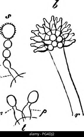 . Vergleichende Morphologie und Biologie der Pilze, mycetozoa und Bakterien. Anlage; Morphologie; Pilze; Myxomyceten; Bakteriologie. Abb. 35. Ein Cysteptts Portulacae; nt mizellaren Zweig Lager zwei basidien, die gonidia byabjunction sind; die Abbildung ist im Text erläutert. * Eurolium Asptrgillus gtaucus; r Extremität eines sporopbore mit strahlenden sterigmata, auf die sich die Bildung von Sporen ist am Anfang, s und/isolierte Teile anzeigen smgle sterigmata^ mit ihren Sporen bedeckt; "Jüngste spore einer chaiiL ein magn. 390, der Rest 300 mal.. Bitte beachten Sie, dass diese Bilder extrac sind Stockfoto