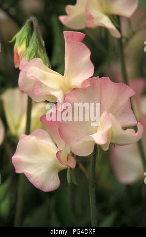 Rosafarbene und weiße süße Erbsenblüten wachsen (Lathyrus odoratus). Stockfoto