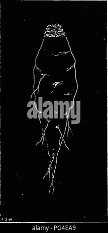 Dieser Leitfaden für den Zuckerrübenanbau deckt den gesamten Prozess von der Bodenvorbereitung bis zur Ernte ab, wobei der Schwerpunkt auf der Rübenzuckerindustrie liegt. Er enthält Einzelheiten zu verschiedenen Rübensorten und landwirtschaftlichen Verfahren zur Ertragsoptimierung. Stockfoto