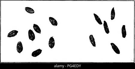 . Krankheiten der Pflanzen. Pflanzenkrankheiten. Getreide 375 {Stängelbrenner Colletotrichum cereale Manns). - Dieses ein-thracnose scheint auf Weizen so umfassend wie bei Roggen zu herrschen. Auf Weizen der Kopf oder Teile davon werden nicht vernichtet, wie im Fall von Roggen, aber allgemeine Schwäche der Anlage und Licht geschrumpfte Körner folgt der Angriff. Mehltau (Erysiphe graminis DC). - Die üblichen Zeichen der pulvrigen Mehltau sind ausgestellt: Ein weißlich,. Abb. 160. - Normale Weizen Kernel und geschrumpfte Kerne aufgrund anthracnose. Nach Manns. Mehl - wie der Beschichtung in unregelmäßigen runde Flecken auf den Blättern ein Stockfoto