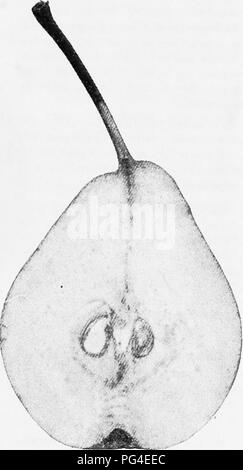 . Die Früchte von Ontario. Obst - Kultur. Der sectiox Bostiezer. Baum: gesund, kräftig, der weitläufige hibit; schießt wenige, und müssen die Verkürzung in. Feuit: klein bis mittelgroß, verkehrt eiförmig, länglich birnenförmig; Haut grün, manchmal Drehen gelblich, mit reddiah-braun Wange; Stammzellen schlank und fast zwei Zentimeter in der Länge; Kelch öffnen; Becken zu klein. Fleisch: saftig, schmelzend, süß, sehr lecker, sehr feinste Qualität. V. iLUE: Markt, dritter Klasse. Saison: Mitte bis Ende August. Bitte beachten Sie, dass diese Bilder aus gescannten Seite Bilder, die digital für die Lesbarkeit verbessert haben mögen - Colorati extrahiert werden Stockfoto