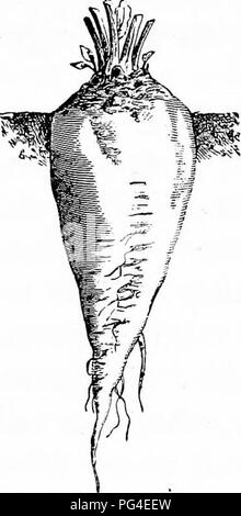 . Die Zuckerrübe: Eine Geschichte der Zuckerrüben Zuckerindustrie in Europa, Sorten der Zuckerrüben, Prüfung, Böden, Bodenbearbeitung, Samen und Aussaat, Ertrag und Kosten für Anbau, Ernte, Transport, Erhaltung, Fütterung Qualitäten der Zuckerrüben- und der Zellstoff-, etc. Zuckerrüben; Zuckerrüben Zuckerrüben; Industrie; Industrie; Zuckerrüben Zuckerrüben Zuckerrüben Zucker; Zucker; Zuckerrüben Zuckerindustrie; Zuckerrüben Zuckerindustrie. 08 DIE ZUCKERRÜBEN. Morin. Diese zuckerrüben ist sehr leicht, und enthält etwa 13,50 Prozent, von Zucker. Sie orientiert sich an den Boden, und aus diesem Grund die Ernte von es am schwierigsten ist. Abb. 1. Stockfoto
