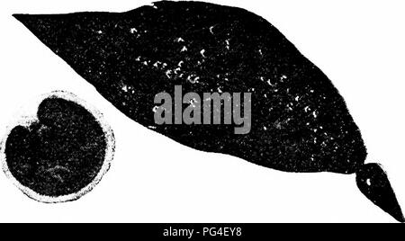 Dieses Dokument bietet einen detaillierten Einblick in die Kultur und den Anbau von Zitrusfrüchten in Kalifornien. Sie enthält Informationen über häufige Schädlinge, die Zitrusbäume befallen, wie etwa rote und gelbe Skala, und beschreibt wirksame Methoden zum Umgang mit diesen Schädlingen zum Schutz der Kulturen. Stockfoto