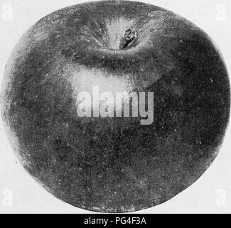 . Die Früchte von Ontario. Obst - Kultur. 1905 FRÜCHTE DER ONTARIO 79 reichen. Dieses schöne Apple war unter den memberB der Ontario Fruit Growers' Association im Jahr 1882 für die Studie verteilt und hat sich einen guten Ruf in jedem Teil der Provinz als Dessert apple von ausgezeichneter Qualität gewonnen, während in den nördlichen Teile es vor allem wegen der Winterhärte wünschenswert ist. Okigin: St. Paul, Min-nesota, von Peter Gideon. Dir: Kräftig, sehr winterhart, über produktiv. Fhuit; mittelgroß, Rund-um-ish, Oblaten, regelmäßige; Haut, glatt, grünlich, Wechsel zu blass gelb, reich, rote Wange, Stockfoto