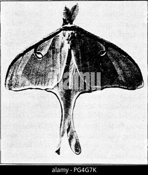 . Bauernhof Freunde und Feinde: einen Text - das Buch der Agrarwissenschaften. Landwirtschaftliche Schädlinge, Nützlinge und Schädlinge. I02 FARM FREUNDE UND FEINDE Seide - Spinnerei Motten Eine der wichtigsten Gruppen der Lepidoptera ist, dass der Seide - Spinnerei Motten (Bombycinae), - von denen der berühmteste ist der silkworm des Handels. In der Regel werden die Einrichtungen der Bombycine Motten sind groß und dick, und der Mund Teile sind in der Regel unauffällig oder fehlen ganz. Im letzteren Fall die Erwachsenen Moth ist nicht in der Lage, Lebensmittel, daher nehmen diese Motten sind selten Besuch iflowers gesehen zu werden, wie Stockfoto