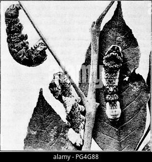 . Bauernhof Freunde und Feinde: einen Text - das Buch der Agrarwissenschaften. Landwirtschaftliche Schädlinge, Nützlinge und Schädlinge. 98 FARM Freunde und Feinde oft destruktiv, ist die Trauer, Mantel, Schmetterling, die Raupen häufig defoHate Weiden, Pappeln und Ulmen, so dass in einigen Orten Sie die Stacheligen Elm Raupen aufgerufen werden. Noch mehr in der Regel destruktiv Butterfly ist die Larg - est unserer Nordamerikanischen Formen, die so genannte cresphontes Schmetterling. Dies ist eine südliche Arten, jedoch weit verbreitet im Norden bis Massachusetts, New. Oranue-dog Raupen Stockfoto