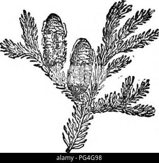 Diese verkürzte Ausgabe des *Arboretum et fruticetum britannicum* bietet detaillierte Beschreibungen von in Großbritannien heimischen und ausländischen, harten Bäumen und Sträuchern, die sowohl wissenschaftliche als auch praktische Informationen zum Anbau liefern. Stockfoto
