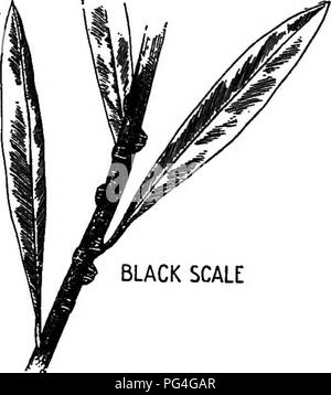 . Bauernhof Freunde und Feinde: einen Text - das Buch der Agrarwissenschaften. Landwirtschaftliche Schädlinge, Nützlinge und Schädlinge. HEMIPTERA: DIE ECHTE BUGS 85 als ein 16 Zoll im Durchmesser, in einem dunklen angesprochenen Punkt in der Nähe des Zentrums. Auf den ersten diese Skalen werden wahrscheinlich hier verstreut werden und über die Rinde, aber wie Sie in Zahlen steigen, sind sie näher zusammen gefunden, berühren oder überlappen. Schließlich, wenn Sie sehr reichlich geworden, sie machen einen dicken scurfy Layer, der eine graue Farbe, die die natürliche Farbe der Rinde verschleiert und ist leicht abgerieben mit einem Messer. Die pr Stockfoto