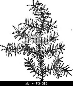 Diese verkürzte Ausgabe des *Arboretum et Fruticetum Britannicum* bietet kurze Beschreibungen von harten Bäumen und Sträuchern in Großbritannien. Sie bietet praktische Informationen über ihren Anbau, ihre Verwendung und ihre ökologische Bedeutung im britischen Gartenbau. Stockfoto