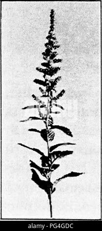 . Bauernhof Freunde und Feinde: einen Text - das Buch der Agrarwissenschaften. Landwirtschaftliche Schädlinge, Nützlinge und Schädlinge. 62 FARM Freunde und Feinde. Dann Schnitt- oder Futtermittel aus dem Gras häufig einen flachen Entwicklung der Rebstöcke zu induzieren. Diese können dann von flachpflügen gedreht werden und zerstört. Durch saubere Kommunikationskultur, Sommer Brache, oder im Winter einfrieren. Lektionen von Unkraut Die wichtigsten allgemeinen Lehren, die wir aus unserer Studie von Wildkräutern lernen können, sind zunächst, dass gute Landwirtschaft ist der beste vorbeugende an ihren Verletzungen, und zweitens, dass dies muss" übte nicht nur durch die Weit Stockfoto