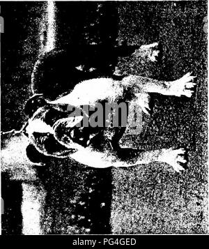 . Der Hund Buch: eine populäre Geschichte des Hundes, mit praktischen Informationen über die Pflege und Verwaltung von Haus, Zwinger, und Ausstellung Hunde, und Beschreibungen aller wichtigen Rassen. Hunde. Â J&amp;. Bitte beachten Sie, dass diese Bilder sind von der gescannten Seite Bilder, die digital für die Lesbarkeit verbessert haben mögen - Färbung und Aussehen dieser Abbildungen können nicht perfekt dem Original ähneln. extrahiert. Watson, James, 1845 -. New York: Doubleday, Page&amp; Co. Stockfoto