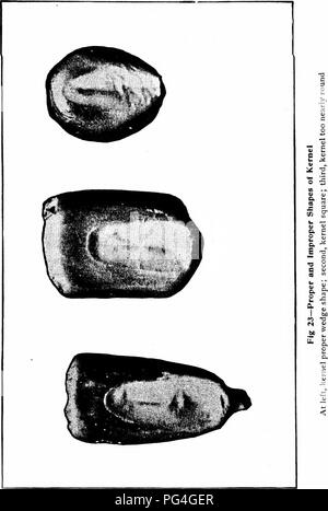 . Das Buch von Mais: Eine vollständige Abhandlung über die Kultur, die Vermarktung und die Verwendung von Mais in Amerika und anderswo, für Bauern, Händlern, Herstellern und anderen: ein umfassendes Handbuch über die Herstellung, der Verkauf, Gebrauch und Handel der größten Getreide der Welt. Mais. . Bitte beachten Sie, dass diese Bilder sind von der gescannten Seite Bilder, die digital für die Lesbarkeit verbessert haben mögen - Färbung und Aussehen dieser Abbildungen können nicht perfekt dem Original ähneln. extrahiert. Myrick, Herbert, b. 1860. New York; Chicago: Orange Judd Unternehmen Stockfoto