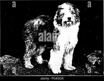 . Der Hund Buch: eine populäre Geschichte des Hundes, mit praktischen Informationen über die Pflege und Verwaltung von Haus, Zwinger, und Ausstellung Hunde, und Beschreibungen aller wichtigen Rassen. Hunde. Meister WILBERFORCE im Besitz von Frau G. S. Thomas, Hamilton, Masse,. Meister DOLLY GRAU im Besitz von Tilley Bros., Shepton Mallet, Englacd. Bitte beachten Sie, dass diese Bilder sind von der gescannten Seite Bilder, die digital für die Lesbarkeit verbessert haben mögen - Färbung und Aussehen dieser Abbildungen können nicht perfekt dem Original ähneln. extrahiert. Watson, James, 1845 -. New York: Doubleday, Page&Amp Stockfoto