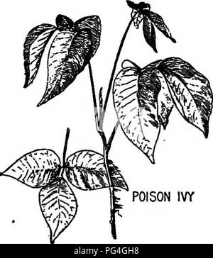. Bauernhof Freunde und Feinde: einen Text - das Buch der Agrarwissenschaften. Landwirtschaftliche Schädlinge, Nützlinge und Schädlinge. 28 FARM Freunde und Feinde auf dem Bauernhof liegt in ihrer Ausrottung soweit wie möglich. Und es ist besonders wichtig, dass es die Zusammenarbeit zu diesem Zweck unter den Landbesitzern ein Ort sein. POISON IVY giftige Bäume und Sträucher der Choke Cherry ist eine der häufigsten und gefährlichsten von Sträuchern. Es ist an Straßenrändern, Holz und Zäune gefunden, während der größere Teil von Kanada und den Vereinigten Staaten. Seine Samen durch Vögel sind überall verstreut, und es verbreitet Stockfoto