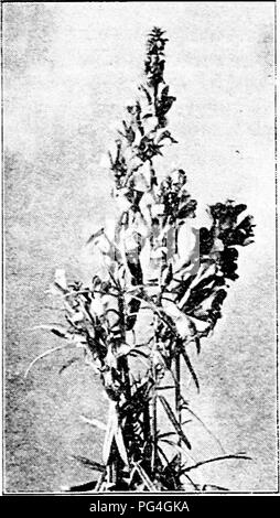 . Bauernhof Freunde und Feinde: einen Text - das Buch der Agrarwissenschaften. Landwirtschaftliche Schädlinge, Nützlinge und Schädlinge. Unkraut an STRASSENRÄNDERN UND ABFALL ORTE ii Straßenrändern, auf die Sie von den Gärten entgangen sind. Sie sind in der Regel in festen Patches, die nur durch eine gründliche Ausheben von alle Wurzeln gelöscht werden. In der Regel sind diese wahrscheinlich nicht so weit gehen, oder so unangenehm wie einige der aromatischen Kräutern, die früher angebaut wurden. Von den letzteren Schafgarbe, Rainfarn, und Kümmel sind allgemein Die meisten Schädigenden. Die Samen dieser kann vom Wind über Berücksichtigung verstreut werden Stockfoto