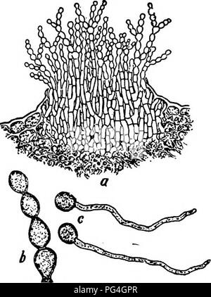 . Die Pilze, die die Krankheit verursachen. Pflanzenkrankheiten; Pilze. 138 DIE PILZE, DIE URSACHE DER KRANKHEIT ummauerten und kurze livfed, die Späteren dickeren Mauern und bleibender. Nach einigen Wochen diese Büschel aufhören, Umformen und verschwinden. Das Myzel, die im Innern der Frucht weiterhin besteht, schaltet olivaceous und bildet große unregelmäßige sclerotioid Massen, die auf den folgenden Frühling frische Konidien produziert. Diese sclerotioid (Mumifizierte) Früchte unter geeigneten Bedingungen. Bitte beachten Sie, dass diese Bilder aus gescannten Seite Bilder, die digital für die Lesbarkeit verbessert haben mögen - Färbung und ap extrahiert werden Stockfoto