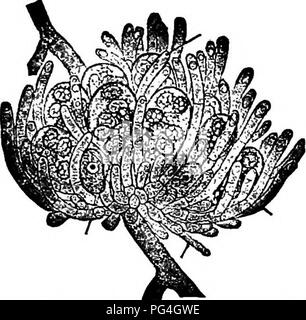 . Die Pilze, die die Krankheit verursachen. Pflanzenkrankheiten; Pilze. 116 DIE PILZE, DIE URSACHE DER KRANKHEIT in der großen Mehrheit der Ascomy - "cetes" wurde nicht untersucht; aber in einigen Arten Düngung ist bekannt vorkommen; in vielen Arten, zumindest in ähnlicher Form, dargestellt durch die Phycomycetes, es ist nicht anwesend, wahrscheinlich durch Degeneration verloren gegangen oder sonst sehr stark modifiziert. In einigen der Discomycetes,. Es gibt einen oder mehrere carpogonia Abb. 77,- Später asci angezeigt. ,. Und ascophores. Nach ciaussen. und fertuization ist Througn ein TN-chogyne durch spermatia; ein Modus oft trafen ambng Th Stockfoto