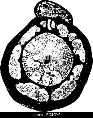 . Die Pilze, die die Krankheit verursachen. Pflanzenkrankheiten; Pilze. Abb. 61.-S. Graminicola. Conidiophores und Co-n i d i a; Konidien keimen und Zoo - Sporen. Nach Butler.. Abb. 62.- S. graminicola, OO-gonium, oospore und eine - theridium in Abschnitt. Af-ter Stevens. Auf Hirse (Setaria italica), Pearl millet, Fuchs Schwanz und Com; in Indien von erheblicher wirtschaftlicher Bedeutung.^* S. macrospora Sacc. hat in com Quasten und auf Weizen in Italien und den Vereinigten Staaten berichtet worden.*^^ Konidien unbekannt; Oogonien fest eingebettet in das Gewebe der Host, nicht Zerfall verursachen als in S. graminicola; oospo Stockfoto