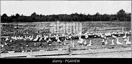 . Prinzipien und Praxis von Geflügel Kultur. Geflügel. Fid. 68. Blick auf die Au. stin Farm, Mansfield, Ma.s.achusetts. Abb. 69. Mast Gänse in der Stifte auf den Austin Farm Szenen auf Gans - MASTBETRIEBE 57. Bitte beachten Sie, dass diese Bilder sind von der gescannten Seite Bilder, die digital für die Lesbarkeit verbessert haben mögen - Färbung und Aussehen dieser Abbildungen können nicht perfekt dem Original ähneln. extrahiert. Robinson, John H. (John Henry), 1863-1935. Boston, New York: Ginn und Unternehmen Stockfoto