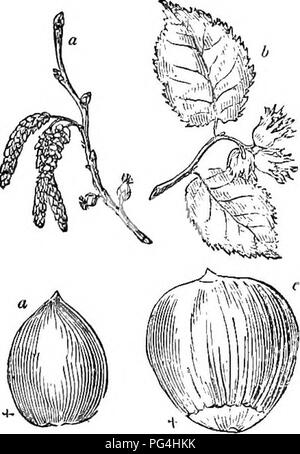 Diese verkürzte Ausgabe von *Arboretum et fruticetum britannicum* bietet Beschreibungen von harten Bäumen und Sträuchern, die in Großbritannien heimisch und fremd sind. Es umfasst Vermehrung, Kultur und praktische Verwendung dieser Pflanzen sowie Abbildungen zur Identifizierung. Stockfoto