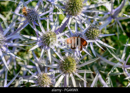 Eine braune Schmetterling und eine Biene auf Bündel Eryingium Alpinum Blumen, Schuß an einem hellen Sommertag in Gressoney Saint Jean, Lys Valley, Aosta, Italien Stockfoto